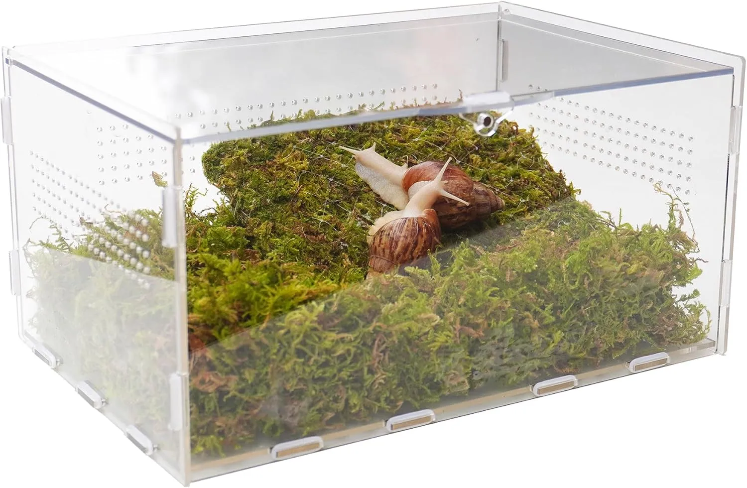 Pet Snail Terrarium Kit with 11.22-inch x 7.87-inch x 6-inch Snail Terrarium and a 7-inch Pet Snail Climbing Wall