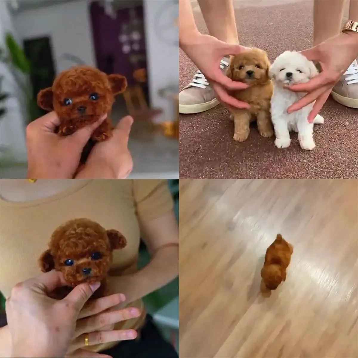 Voice Controlled Robot Puppy, Programmable Smart Robot Dog, Voice Control Rob-ot Puppy, Smart Rob-otic Dog, AI Rob-ots Do-gs for Walking, Barking, Tail Wagging (J1)